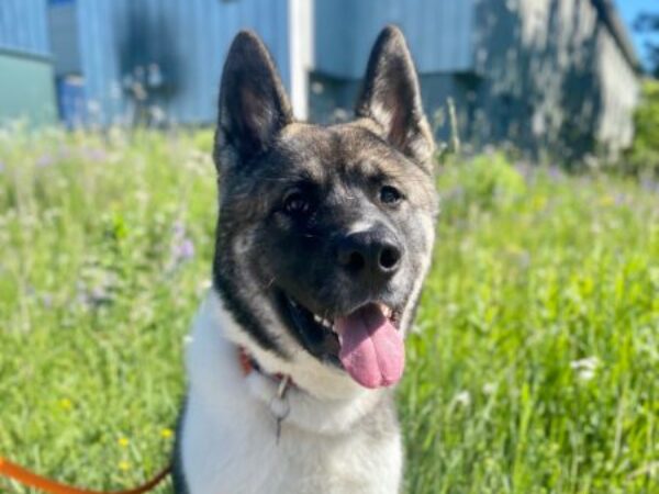 Dog on walk