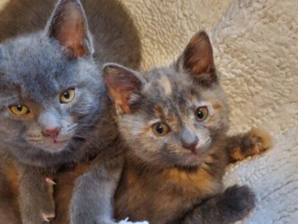 kittens